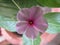 Catharanthus roseus commonly known as the Madagascar periwinkle or Rose periwinkle or rosy periwinkle of genus Vinca as Vinca rose