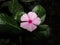 Catharanthus roseus commonly known as the Madagascar periwinkle or Rose periwinkle or rosy periwinkle of genus Vinca as Vinca rose