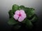 Catharanthus roseus commonly known as the Madagascar periwinkle or Rose periwinkle or rosy periwinkle of genus Vinca as Vinca rose