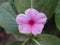 Catharanthus roseus commonly known as the Madagascar periwinkle or Rose periwinkle or rosy periwinkle of genus Vinca as Vinca rose