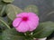 Catharanthus roseus commonly known as the Madagascar periwinkle or Rose periwinkle or rosy periwinkle of genus Vinca as Vinca rose