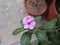 Catharanthus roseus commonly known as the Madagascar periwinkle or Rose periwinkle or rosy periwinkle of genus Vinca as Vinca rose