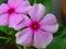 Catharanthus roseus commonly known as the Madagascar periwinkle or Rose periwinkle or rosy periwinkle of genus Vinca as Vinca rose