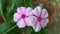 Catharanthus roseus commonly known as the Madagascar periwinkle or Rose periwinkle or rosy periwinkle of genus Vinca as Vinca rose