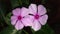 Catharanthus roseus commonly known as the Madagascar periwinkle or Rose periwinkle or rosy periwinkle of genus Vinca as Vinca rose