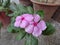 Catharanthus roseus commonly known as the Madagascar periwinkle or Rose periwinkle or rosy periwinkle of genus Vinca as Vinca rose