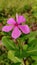 Catharanthus roseus Don, tapak dara, Morotai Island, Indonesia