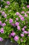 Catharanthus roseus flower in nature garden