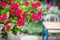 Catharanthus Roseus Flower or Rosy Periwinkle in the garden