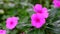 Catharanthus roseus or Madagascar Periwinkle garden flowers