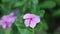 Catharanthus Roseus Madagascar Periwinkle High Definition Footage