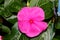 Catharanthus roseus magenta, Madagascar periwinkle, Vinca rosea