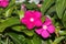 Catharanthus roseus magenta, Madagascar periwinkle, Vinca rosea