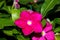 Catharanthus roseus magenta, Madagascar periwinkle, Vinca rosea