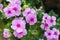 Catharanthus Roseus or Periwinkle Flower