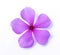 Catharanthus roseus, purple flowers laid on a white background