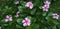 Catharanthus roseus red and pink flower Rain drops above the leaves and green grass below