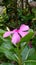 Catharanthus roseus  sadabahar flower