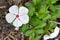 Catharanthus roseus vinca de Madagascar periwinkle