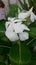 Catharanthus roseus  white flower