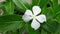 Catharanthus roseus or white periwinkle flowers are blooming in the garden.