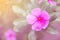 Catharina roseus or Madagascar rosy periwinkle,pink flower,pink tone