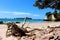 Cathedral Cove New Zealand