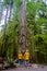 Cathedral Grove park Vancouver Island Canada forest and Douglas trees people in a yellow rain jacket