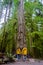 Cathedral Grove park Vancouver Island Canada forest and Douglas trees people in a yellow rain jacket