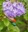 Cathedral Peak Natal Sunbird