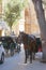 Cathedral of Santa Maria, as well as La Ceu. A tired horse harnessed to the carriage near the walls of the cathedral awaits touris