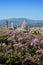 Cathedral of Santa Maria del Fiore in Florence, as seen from Bardini Garden with beautiful wisteria in bloom. Florence.