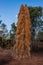 A cathedral termite mound in the Australian outback