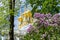 Catherine palace church dome in Pushkin Tsarskoe Selo in spring, St. Petersburg, Russia