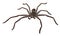 Catherine\'s Huntsman Spider