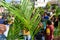 Catholic faithful are gathered preparing for the Palm Sunday procession