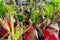 Catholic faithful are gathered preparing for the Palm Sunday procession