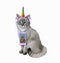 Caticorn ashen with phone listens to music