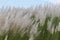 Catkin flower under the open sky at autumn time or spring time catkin flower