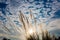 Catkin flowers, Kans grass Saccharum spontaneum or Kashful in bengali with beautiful Blue Sky at Chandpur, Bangladesh