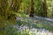 Catkin tree growing amongst wild bluebells, photographed at Old Park Wood nature reserve, Harefield, Hillingdon UK.