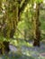 Catkin tree growing amongst wild bluebells, photographed at Old Park Wood nature reserve, Harefield, Hillingdon UK.