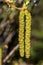 Catkins