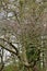 Catkins or Alder Cones, Common Alder - Alnus glutinosa, Norfolk Broads, England, UK.