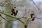 Catkins or Alder Cones, Common Alder - Alnus glutinosa, Norfolk, England, UK.