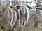 Catkins of common aspen