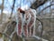 Catkins of common aspen