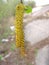 Catkins of common hazel, Corylus avellana hangin on a tree branch in early spring