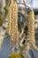 Catkins on contorted Old man Henry\'s walking stick