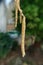 Catkins on contorted Old man Henry\'s walking stick